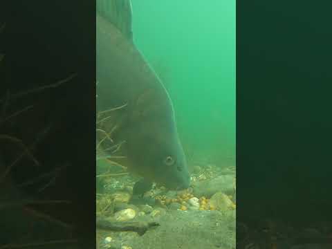 Is This the Perfect Spot to Fish? thumbnail