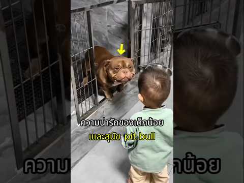มิตรภาพของหนูน้อยกับพิตบูล thumbnail