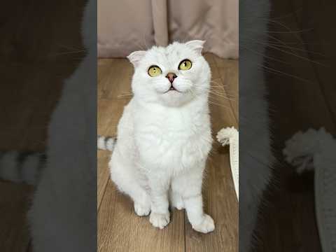 Sneaky Cat Sonya 😼  #cat #funny #cats thumbnail