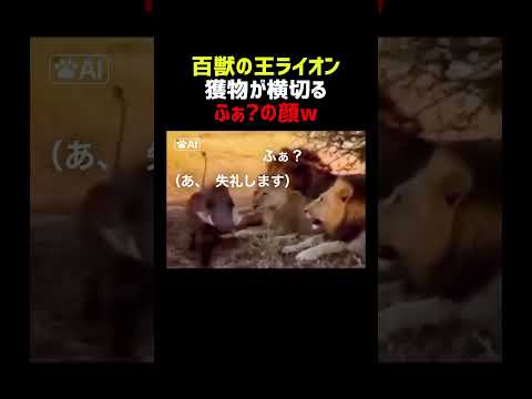 百獣の王ライオン 目の前を絶好の獲物が横切る thumbnail