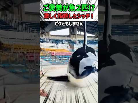 【驚き】海の王者の本気…おねだりのスケールが違いすぎるシャチ　#シャチ #海の王者 #動物の生態 #雑学 #shorts #かわいい #面白い #面白動画 thumbnail