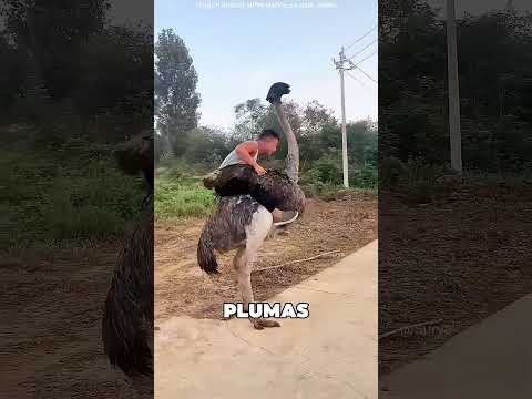Este Chico Montó Su Avestruz ?❤️ thumbnail