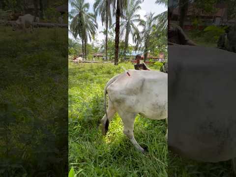 Penyuntikan multivitamin sapi bokong semok #sapi #cow #animals thumbnail