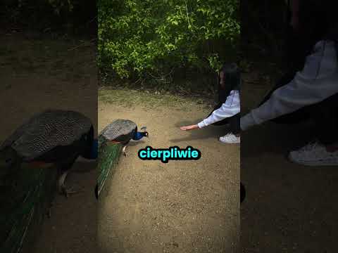 Marzyła zobaczyć skrzydła Pawia thumbnail