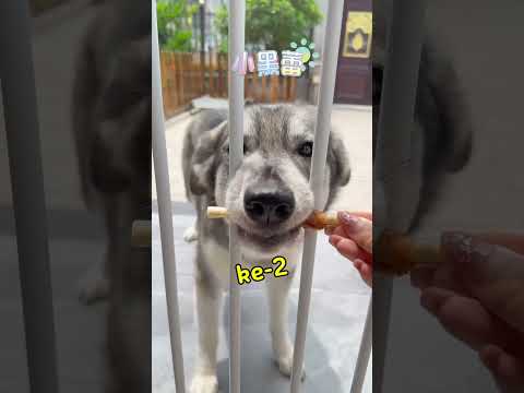 Ending Anjing Ketiga Diluar Dugaan😭#shorts thumbnail