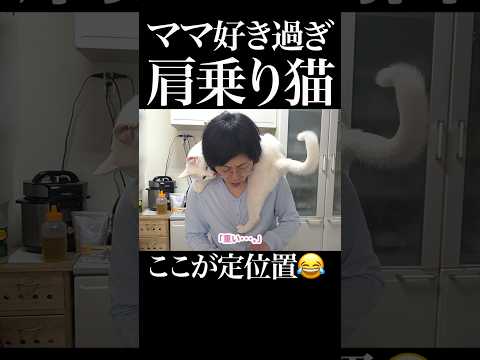 ママが好きすぎて「肩」が定位置になってしまった元迷い猫?　 #保護猫 #猫のいる暮らし #おもしろい猫 #猫 thumbnail