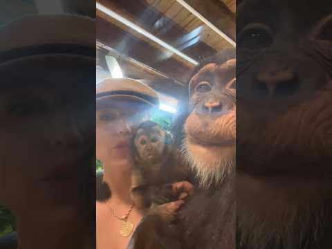 They #love each other #monkey #chimp #cute #animals thumbnail