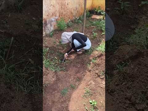 Ternyata Begini Cara Mengeluarkan Tikus dari Lubangnya #fyp #shorts #viralvideo thumbnail