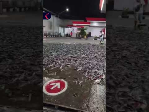 Ribuan Lele Tumpah di Klaten, SPBU Sempat Tutup Sementara thumbnail