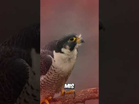 ¿Por qué estos halcones de la Sagrada Familia comieron KFC y a su bro al mismo tiempo? thumbnail