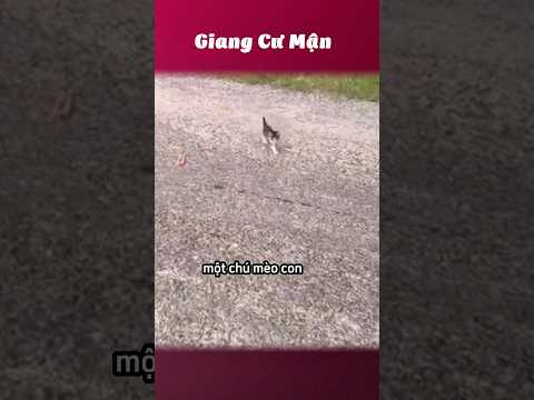 Ủa rồi giờ phải làm sao??? #giangcuman thumbnail