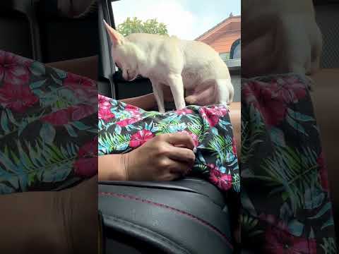 lovely #dogs #love #dogsofinstagram#beautiful #dog#instagood #puppy #cute #dogstagram #Short videos7 thumbnail