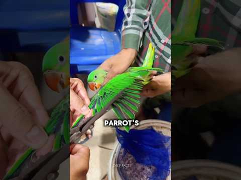 Why You Should NEVER Cut a Parrot’s Wings 🦜✂️ thumbnail