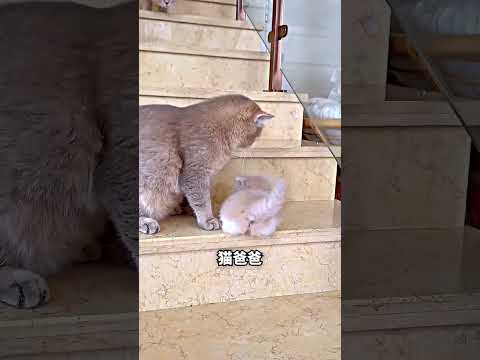小猫下楼踩到爸爸，妈妈秒出手? thumbnail