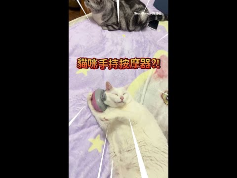 【貓咪爽到自己按摩】白貓躺床抱著按摩器　頭頂狂蹭舒服到不行 #Shorts thumbnail