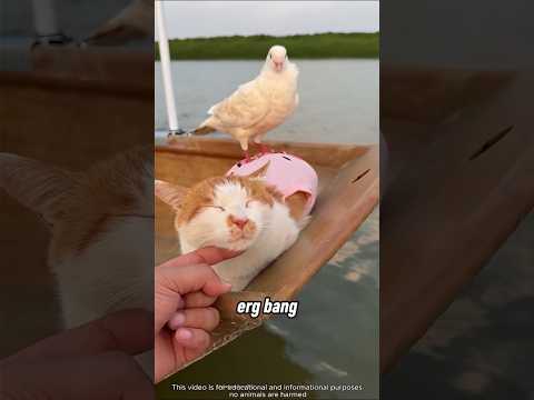 De man heeft zijn kleine vriendjes gered 🤯❤️ thumbnail