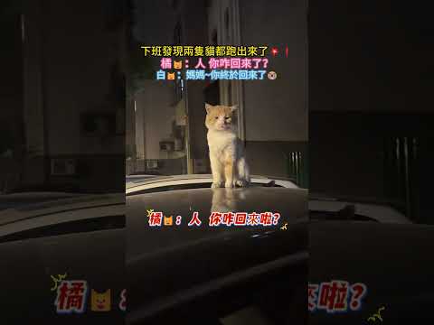 下班發現兩隻貓都跑出來了💥❗橘🐱：人 你咋回來了❓白🐱：媽媽~你終於回來了😭 #cat #cute #shorts #funny #cutecat thumbnail