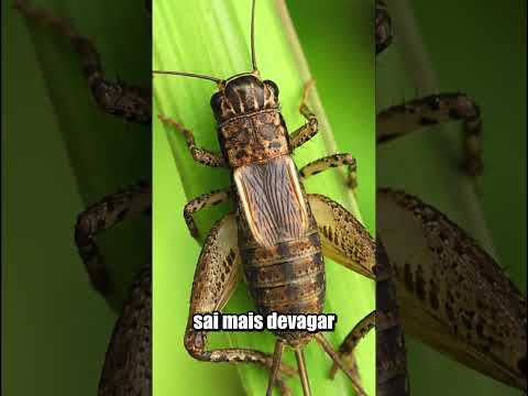 ESSE SOM NÃO É SÓ UM BARULHO À TOA! thumbnail