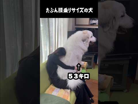 たぶん膝乗りサイズの愛犬　#greatpyrenees #大型犬のいる生活 #大型犬 #大型犬と暮らす #グレートピレニーズ #ゴールデンレトリバー #愛犬 #癒し #犬のいる生活 thumbnail