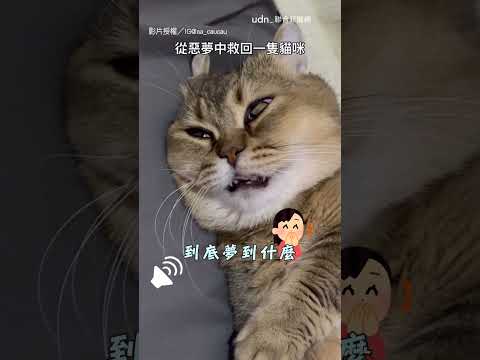 【喵喵壞掉了】貓咪睡臉超潦草 主人叫醒發出神秘叫聲｜主人｜貓咪｜睡覺｜睡相｜搞笑｜可愛 thumbnail