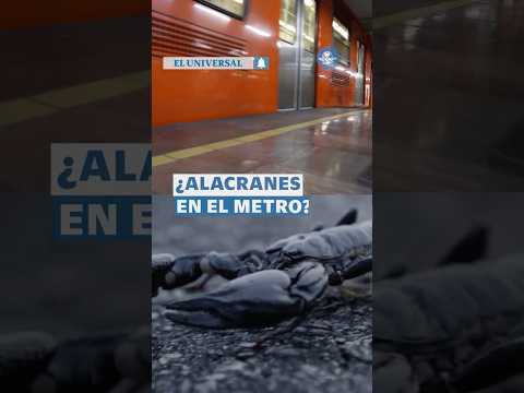 Alacranes en el Metro CDMX generan preocupación #shorts thumbnail