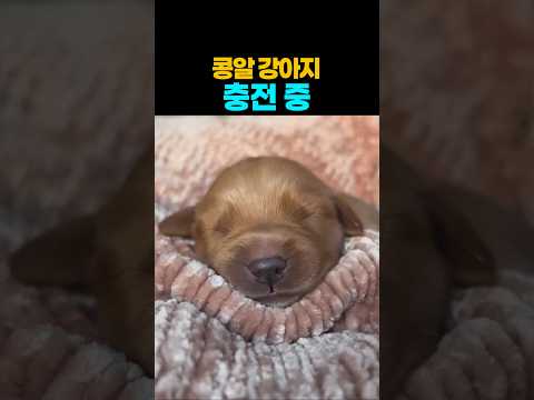 ❤️18만뷰❤️태어난지 일주일 된 꼬물이 젖먹고 잠자는 중 ^^~  #강아지 #애견영상 thumbnail