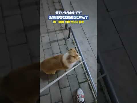 男子让狗狗跳过栏杆，没想到狗狗直接把自己绑住了 thumbnail