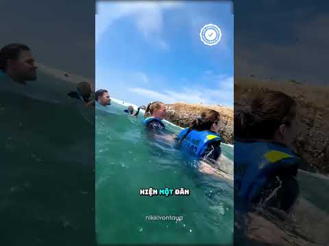 Gặp Phải Những Con Hải Cẩu Đang Bảo Vệ Lãnh Thổ thumbnail