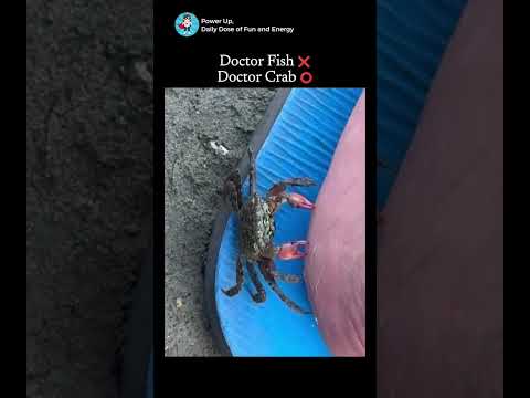 Doctor Fish ❌ Doctor Crab ⭕#funny #humor #shorts #crab thumbnail