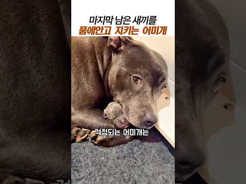 마지막 남은 새끼를 품에안고 지키는 어미개#어미개 사랑#개의모성#감동 동물 thumbnail