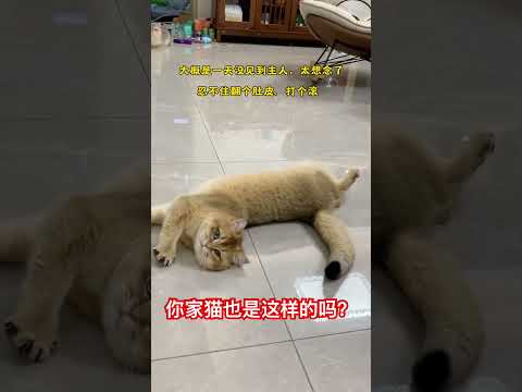 你家猫咪也是这样的吗？ #cat #喵哥是萌新 thumbnail