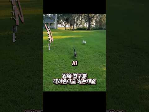 맨날 친구 데려오는 고양이 thumbnail