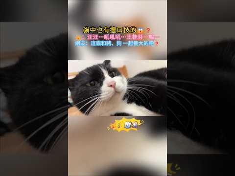 貓咪居然會口技🐮💥❗ 🐱：汪汪…吼吼吼…王桂芬…嗷嗚~ 網友：這是和豬狗一起養大的叭🤣 #cat #cute #shorts #funny #funnyshorts thumbnail