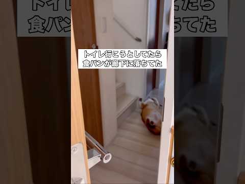 我が家でよく落ちてる食パン #コーギー #犬 #いぬのきもち #shorts thumbnail