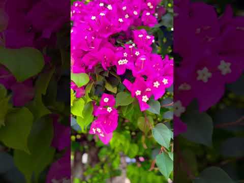 #beautiful #clips from #goa #monsoon #travel #sea #beaches #trending #travel #ytshorts #nature thumbnail