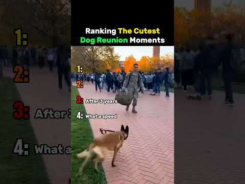 Ranking The Cutest Dog Reunion Moments #dog thumbnail