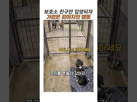 보호소 친구만 입양되자 가엾은 강아지의 행동#유기견#강아지입양 thumbnail
