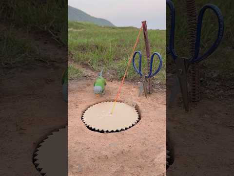 Unique Parrot Trap Using Paper #shorts thumbnail