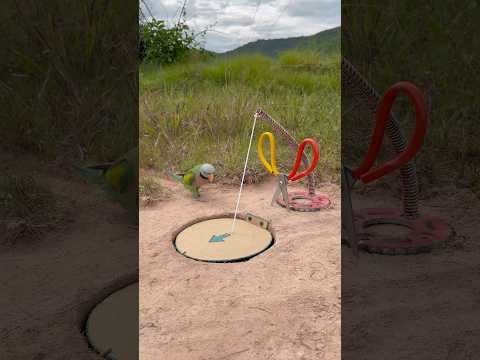 Unique Easy Creative Parrot Trap #shorts thumbnail