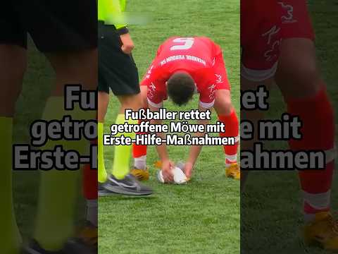Fußballer rettet getroffene Möwe mit Erste-Hilfe-Maßnahmen ⚽🕊️#Tierschutz #Hilfeleistung thumbnail