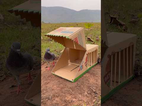 Innovative Unique Pigeon Trap Using Box #youtubeshorts thumbnail