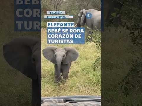 Bebé elefante protagoniza tierna escena; intenta intimidar a turistas #shorts thumbnail