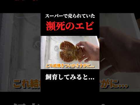スーパーで購入した瀕死のエビ水槽を入れてみると… thumbnail