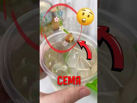 🌿 Как быстро прорастить семя! #семена #проращивание #растения thumbnail