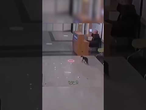 قطة تزور المستشفى طلبا للمساعدة thumbnail