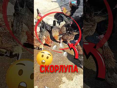 🐔 Почему куры клюют свои яйца! #куры #яйца #птицеводство thumbnail
