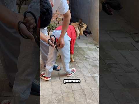 Paman Potong Celana Anjing! Tapi Alasannya Bikin Kagum 🤯🐶#shorts thumbnail