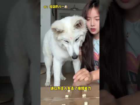 狗子：对！妈妈！就这样尽情的撕咬吧 #娱乐评论大赏 thumbnail
