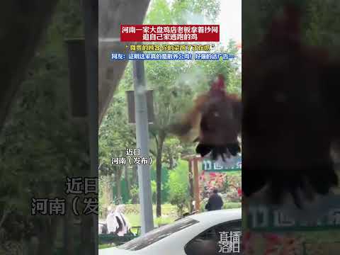 一家大盘鸡店老板拿着抄网追自己家逃跑的鸡：尊贵的顾客， 你的菜跑了正在抓…  #新闻 #共鸣 #大热门 thumbnail