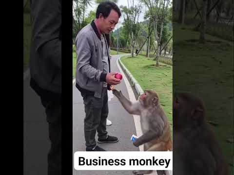 Business monkey🤪👍 thumbnail